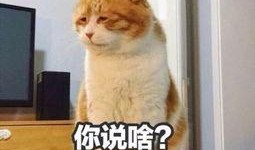 喵星娱乐吃瓜群众是谁,揭秘“吃瓜群众”背后的神秘力量